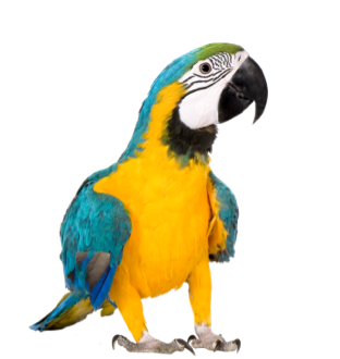 Pasari